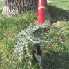 Weeding Tools -  Weed Removal Tool - BlueStoneGarden